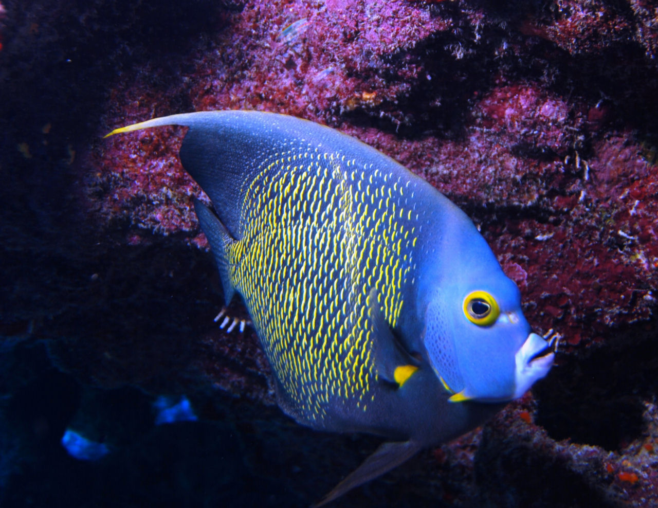 Pomacanthus paru (Pesce angelo nero)